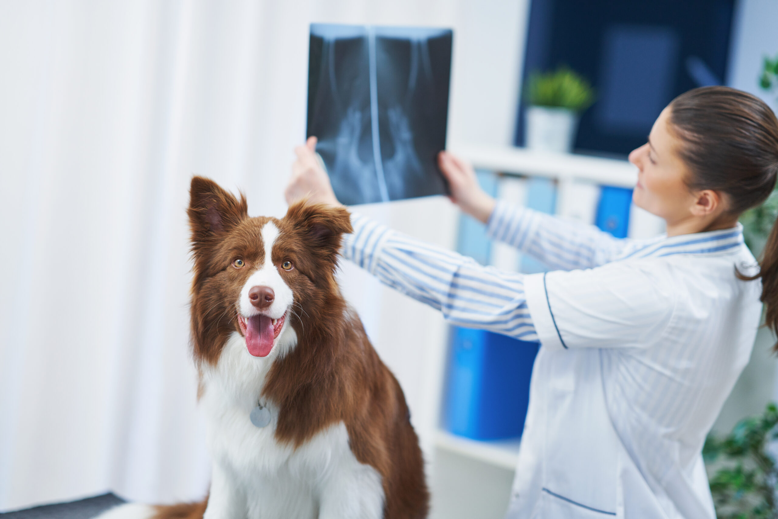 Read more about the article Decoding Animal AEs: How Veterinary Clinical Trials Use Specialized Dictionaries to Ensure Safety and Efficacy
