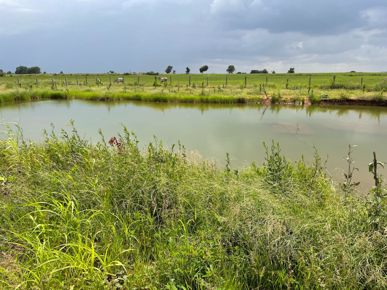 Read more about the article Cultivating Sustainability: How Cloudbyz’s Tree Planting Initiative Transforms Landscapes and Communities