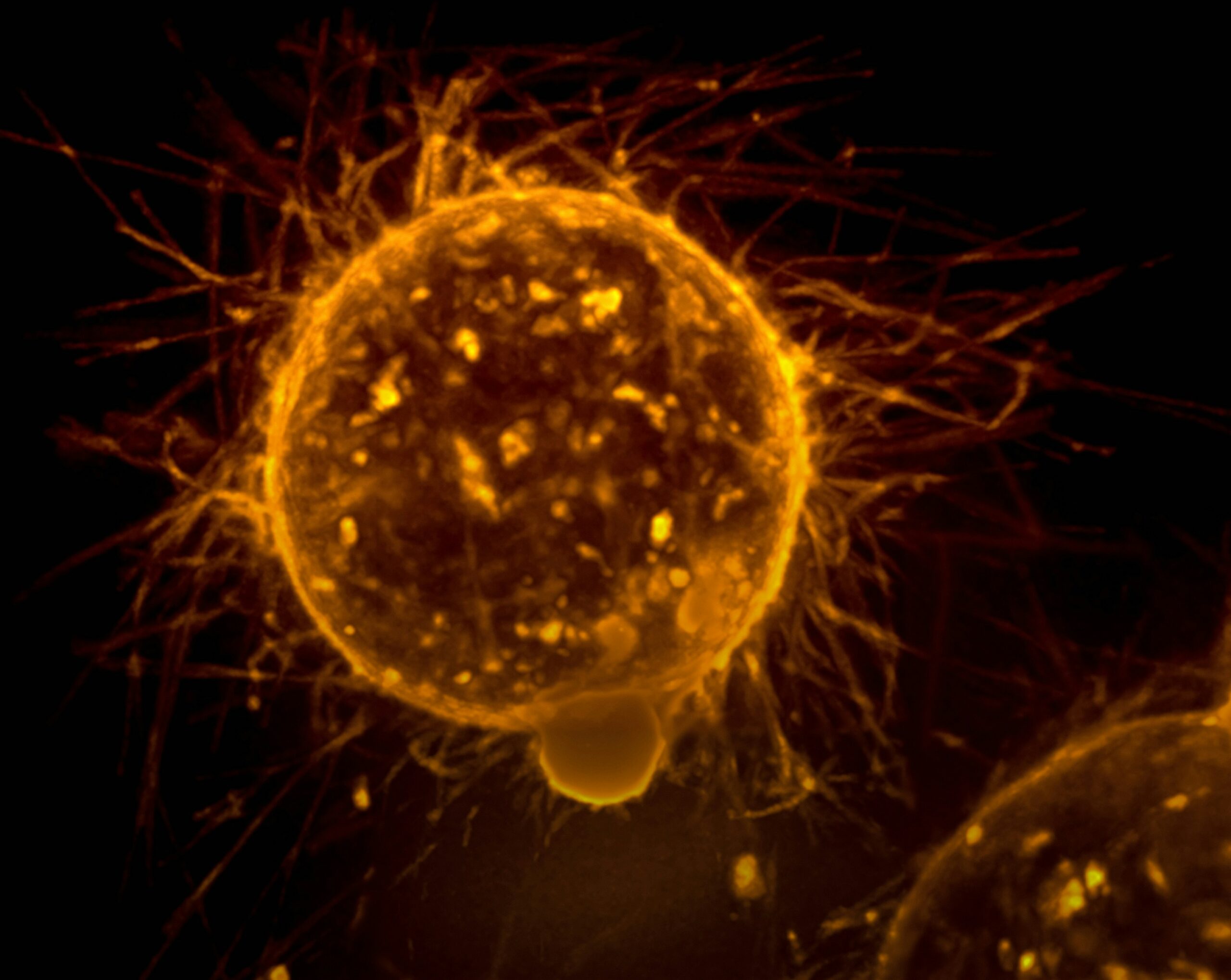 Read more about the article Recent Advances in Oncology Clinical Research and Approved Therapies